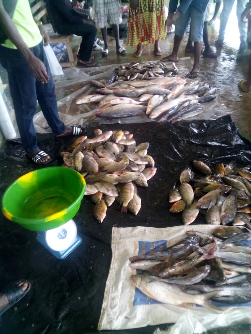 Prix Du Poisson Frais Au Kilo Leclerc